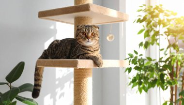 İskoç kedisi kedi ağacının rafında rahatça yatıyor, ba