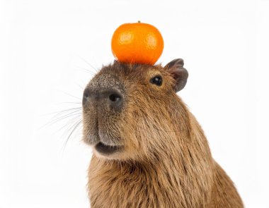 Beyaz arka planda mandalinası olan şirin bir capybara.