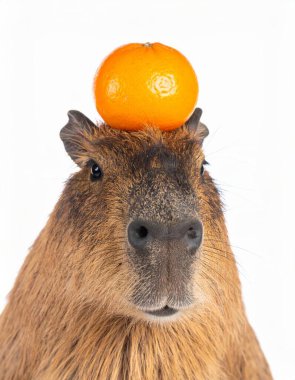 Beyaz arka planda mandalinası olan şirin bir capybara.
