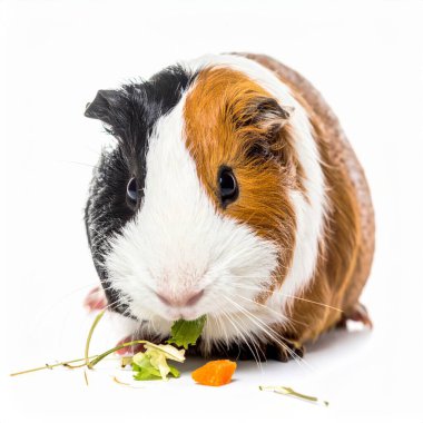 Cute guinea pig eating over white background