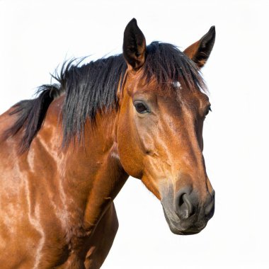 Horse over white background, no shadow