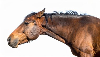 Horse over white background, no shadow