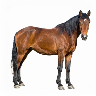Horse over white background, no shadow