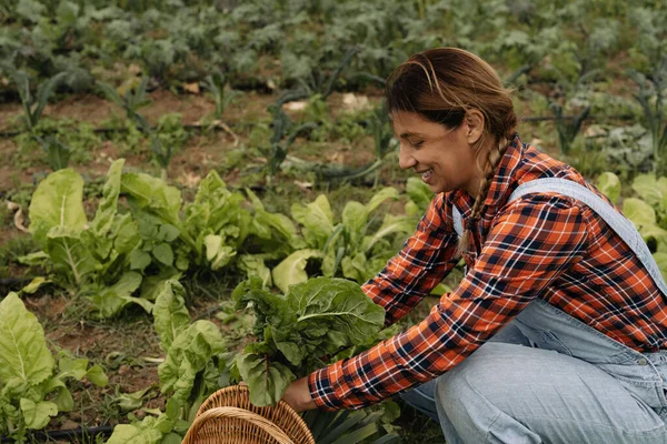 Latin Női Gazda Betakarítás Saláta Zöldségek Kertben Farm Emberek Életmód — Stock Fotó