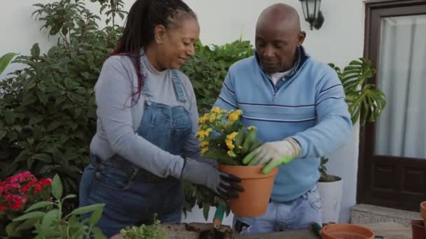 Happy African Senior People Gardening Together Home — Stockvideo