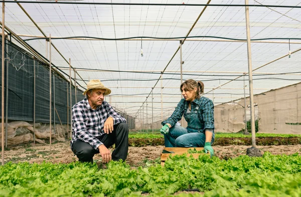 Trabalhadores Rurais Que Colhem Alface Legumes Estufa Conceito Estilo Vida — Fotografia de Stock