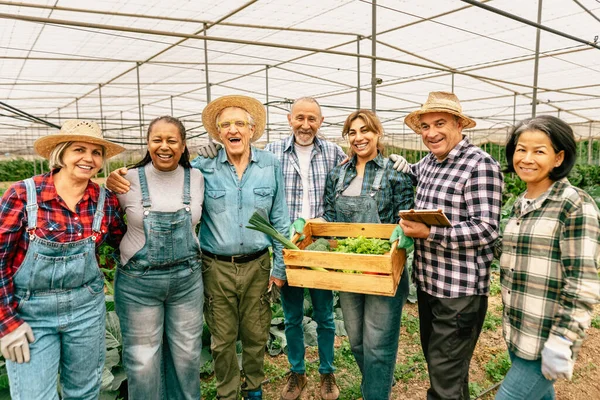 Boldog Multiracionális Gazdálkodók Dolgoznak Üvegházakban Farm Emberek Együttműködési Koncepció — Stock Fotó