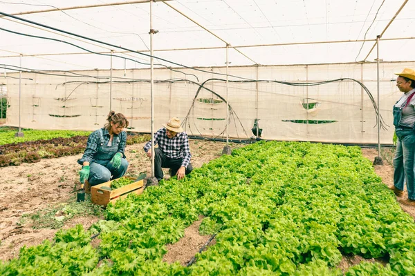 温室からレタスや野菜を収穫する多人種農家 ファームライフスタイルの概念 — ストック写真