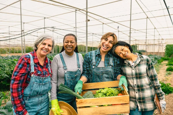 Mulheres Multirraciais Felizes Agricultores Que Trabalham Dentro Estufa Conceito Cooperativo — Fotografia de Stock