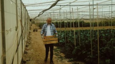 Serada çalışan kıdemli çiftçi - Çiftlik halkı yaşam tarzı konsepti