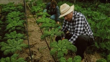 Seranın içinde çalışan Latin çiftçiler - Çiftlik halkı yaşam tarzı konsepti