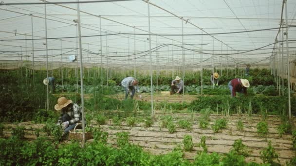 농지에서 일하는 일단의 농부들 사람들 의생활 — 비디오