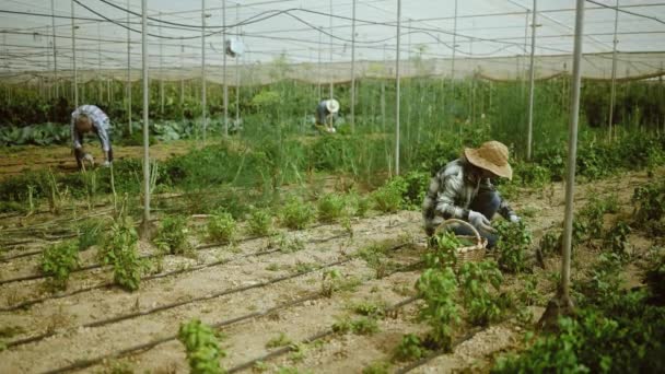 Multiracial Senior Farmers Harvesting Organic Herbs Greenhouse Farm People Lifestyle — Stock Video