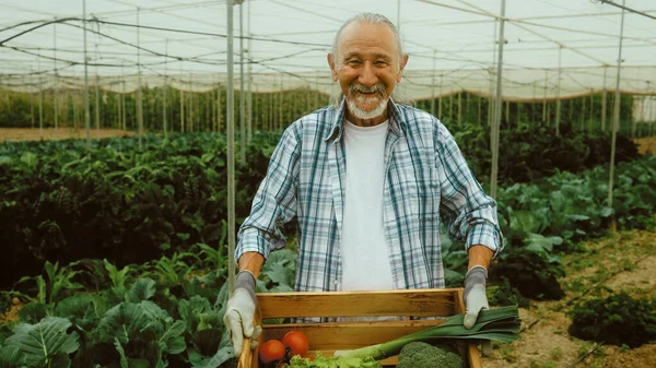 Petani Senior Yang Bekerja Dalam Rumah Kaca Pertanian Konsep Gaya — Stok Foto