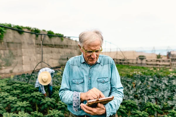 Senior Agronomist Man Bekerja Dengan Tablet Dalam Sebuah Lahan Pertanian — Stok Foto