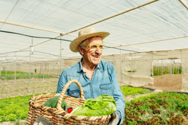 Hombre Agricultor Senior Trabajando Dentro Del Invernadero Agrícola Concepto Estilo —  Fotos de Stock