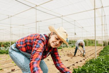 Tarım serasında çalışan mutlu kıdemli çiftçi - Çiftlik halkı yaşam tarzı konsepti