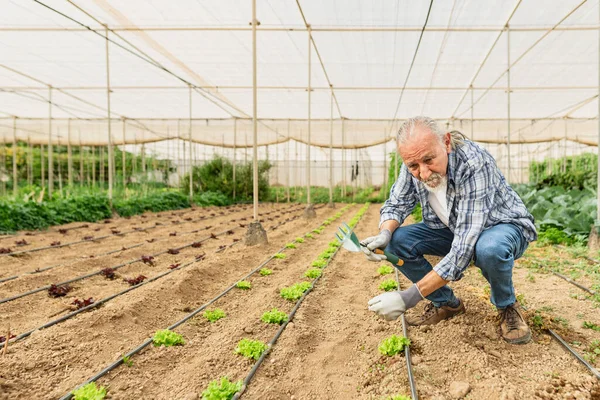 Agricultor Senior Trabajando Dentro Del Invernadero Agrícola Concepto Estilo Vida —  Fotos de Stock