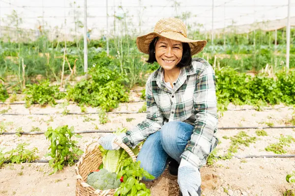 Счастливая Женщина Юго Восточной Азии Работающая Сельскохозяйственной Теплице Концепция Образа Лицензионные Стоковые Фото
