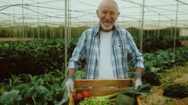 Serada çalışan kıdemli çiftçi - Çiftlik halkı yaşam tarzı konsepti