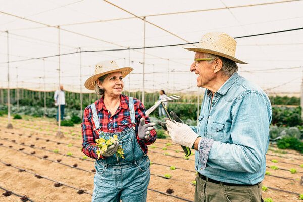 Happy Senior Farmers Working Agricultural Greenhouse Farm People Lifestyle Concept Royalty Free Stock Images