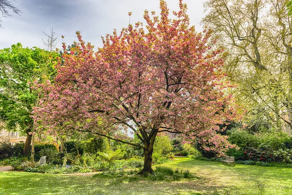 Idillic Cherry Blossom Tree Bloom Spotted Pimlico District London England — Stock Photo, Image