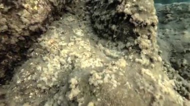 Tropea yakınlarındaki Parghelia sahilinde, Tiren Denizi, Calabria, İtalya 'nın bir parçası olan Saint Euphemia Körfezi' nde bulunan bir sahil beldesi.