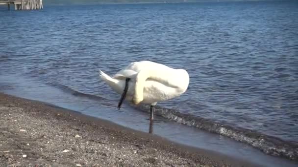 イタリア ローマ近くのブラッチャーノ湖の美しい午後の黄金の光を持つ美しい白い白鳥のスローモーション — ストック動画