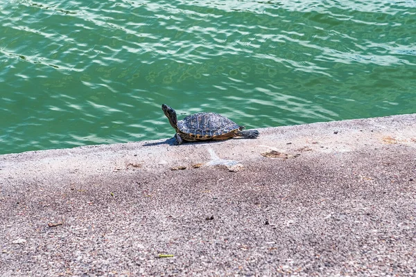 Peaceful Turtle Taking Sunbath Eur District Rome Italy — Stock Photo, Image