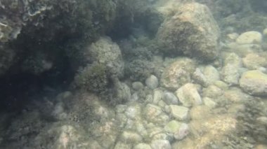 Isola Bella 'da tüplü dalış. Taormina, Sicilya, İtalya yakınlarındaki küçük bir ada.