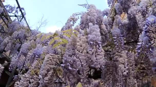Piękne Purpurowe Kwiaty Wisteria Wiosną Zastrzelony Rzymie Włochy — Wideo stockowe