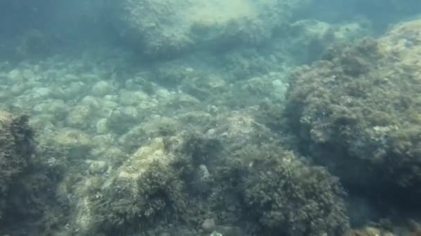 Buceo Isola Bella Pequeña Isla Panorámica Cerca Taormina Sicilia Italia — Vídeos de Stock