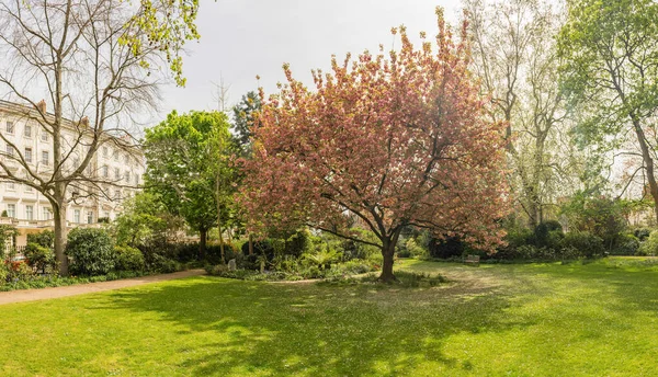 Idillic Cherry Blossom Tree Bloom Spotted Pimlico District London England — Stock Photo, Image