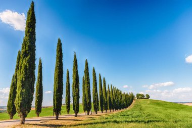 San Quirico D 'Orcia, İtalya - 23 Haziran 2019' da San Quirico d 'Orcia, Tuscany, İtalya' da görülen selvi grubu