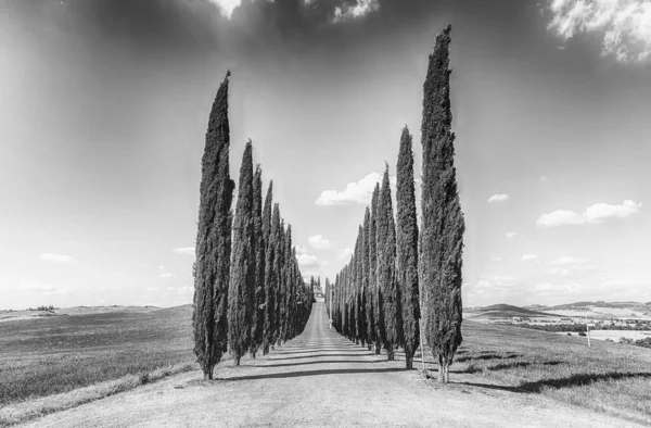 San Quirico D 'Orcia, İtalya - 23 Haziran 2019' da San Quirico d 'Orcia, Tuscany, İtalya' da görülen selvi grubu