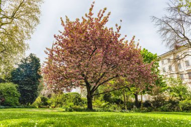 Londra, İngiltere 'nin Pimlico bölgesinde çiçek açan İdillik kiraz ağacı görüldü.