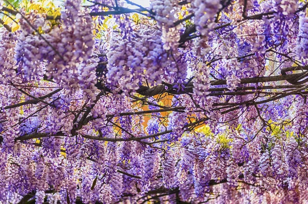 Beautiful purple wisteria flowers in spring, shot in Rome, Italy