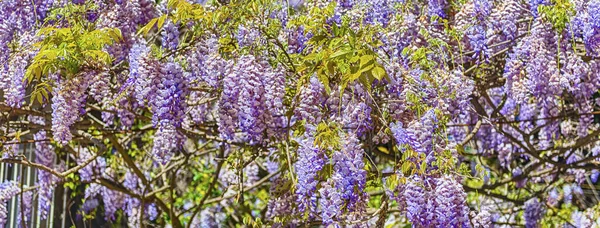 Hermosas Flores Glicina Púrpura Primavera Rodadas Roma Italia Fotos De Stock