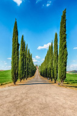 San Quirico D 'Orcia, İtalya - 23 Haziran 2019' da San Quirico d 'Orcia, Tuscany, İtalya' da görülen selvi grubu