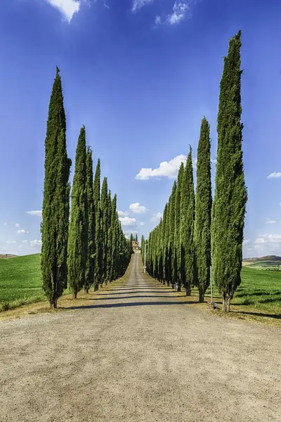 San Quirico D 'Orcia, İtalya - 23 Haziran 2019' da San Quirico d 'Orcia, Tuscany, İtalya' da görülen selvi grubu