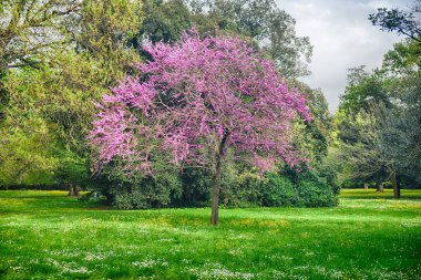 CASERTA, İtalya - 1 Nisan 2024 Caserta Kraliyet Sarayı 'nın yemyeşil bahçelerinde canlı bahar çiçekleri