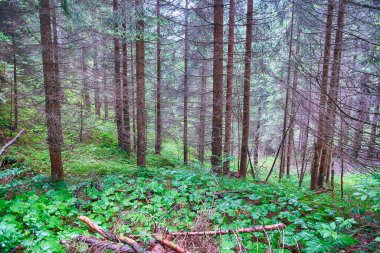 Yoğun bir ormanın gölgesinden süzülen güneş ışığı Tovel Gölü yakınlarındaki yemyeşil orman tabanını aydınlatıyor, Trentino Alto Adige, İtalya