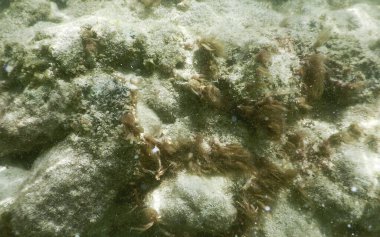 Salento 'da beyaz bir kum tabanı güzel kumlu plaj, Apulia İtalya