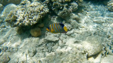 Kızıl Deniz 'deki mercan kayalıklarında sualtı deniz manzarası, Sharm el Sheikh, Güney Sina, Mısır, Assasi ya da Arap Picassofish olarak da bilinir.