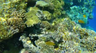 Kızıldeniz 'deki mercan resifinin sualtı deniz manzarası Ras Mohammed Ulusal Parkı' ndaki Yedi Havuz Resifi, Mısır