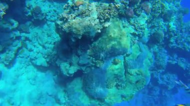 Kızıl Deniz 'deki mercan resifinde sualtı denizi Sharm el Sheikh, Güney Sina, Mısır' da bir grup Abudefduf Vaigiensis, nam-ı diğer Hint-Pasifik Çavuşu 'nu gösteriyor.