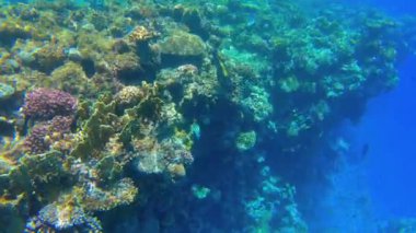 Kızıl Deniz 'deki mercan resifinde sualtı deniz manzarası, Sharm el Sheikh, Güney Sina, Mısır, Cetoscarus Bicolor olarak da bilinen iki renkli papağan balığı sergilenmektedir.