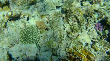 Kızıl Deniz 'deki mercan resifinin sualtı deniz manzarası Dahab, Güney Sina, Mısır' daki Mavi Delik 'te.