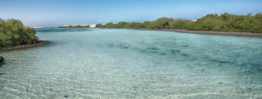 Ras Mohammed Ulusal Parkı 'ndaki Mangrove Ormanı. Şeyh Sharm, Sina Yarımadası, Mısır