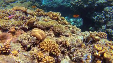 Kızıldeniz 'deki mercan resifinde, Ras Mohammed Ulusal Parkı' ndaki Stingray İstasyon Kanyonu 'nda sualtı deniz manzarası.